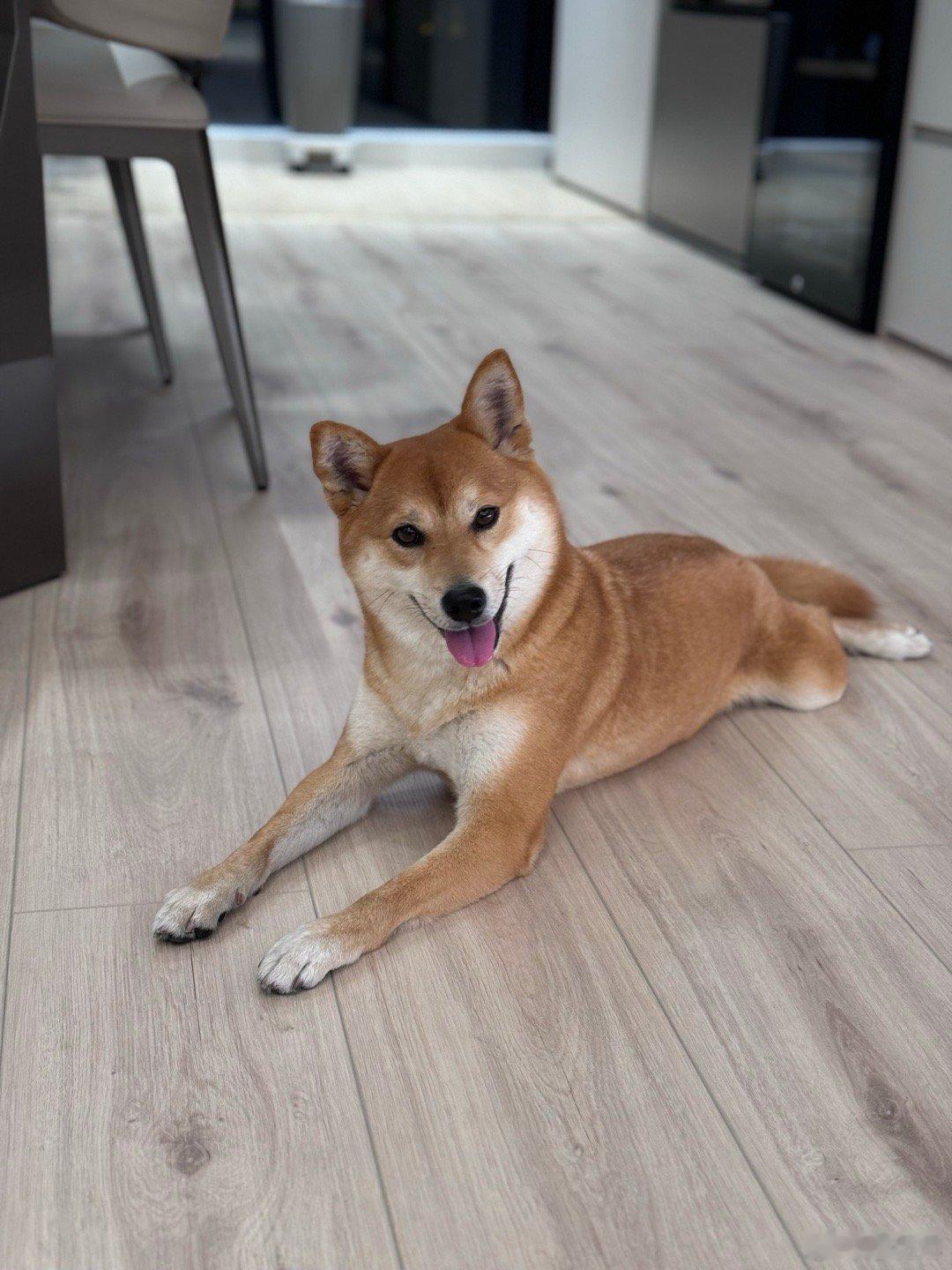 拒绝弃养 爱不流浪～～～流浪小动物日🐶 ​​​