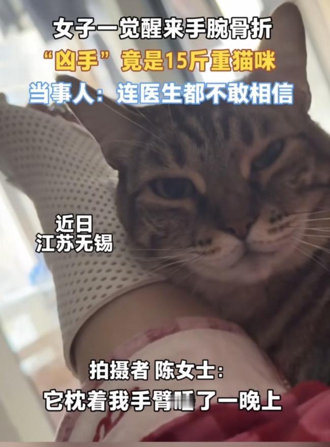 被15斤猫压骨折：你以为的甜蜜陪伴，正在悄悄伤害你！

谁能想到，每天抱着软萌猫