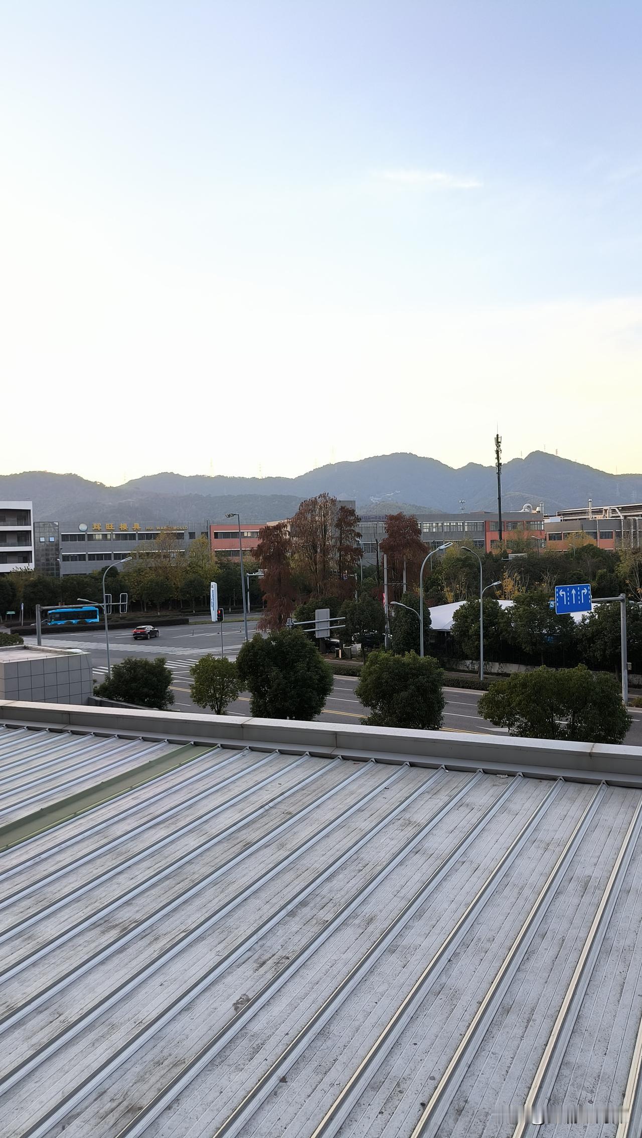 窗外的水杉已经红了！窗内的牛马还在劳作！水杉风景 秋日水杉林 冬日之水杉