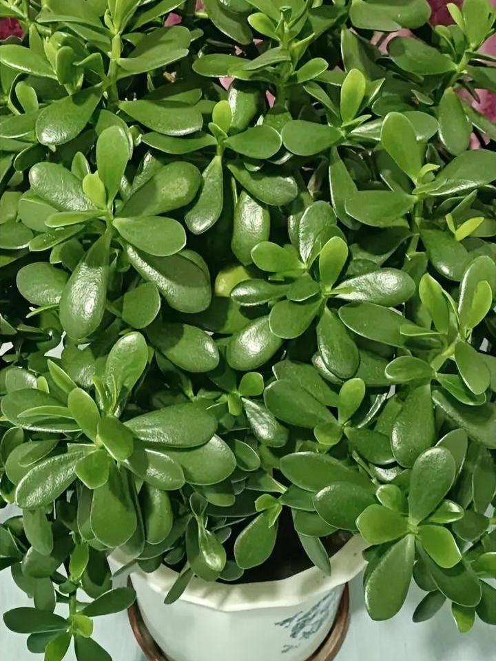 邻居说，她老公要回家来了，晚上12点到省城，只能在省城住一晚上了。
另一个热心肠