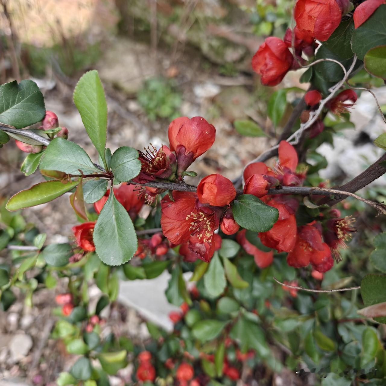 在山里生活了几十年，竟不认识这种花。它既不像梅花，也不像樱花。不过，它色泽鲜艳、