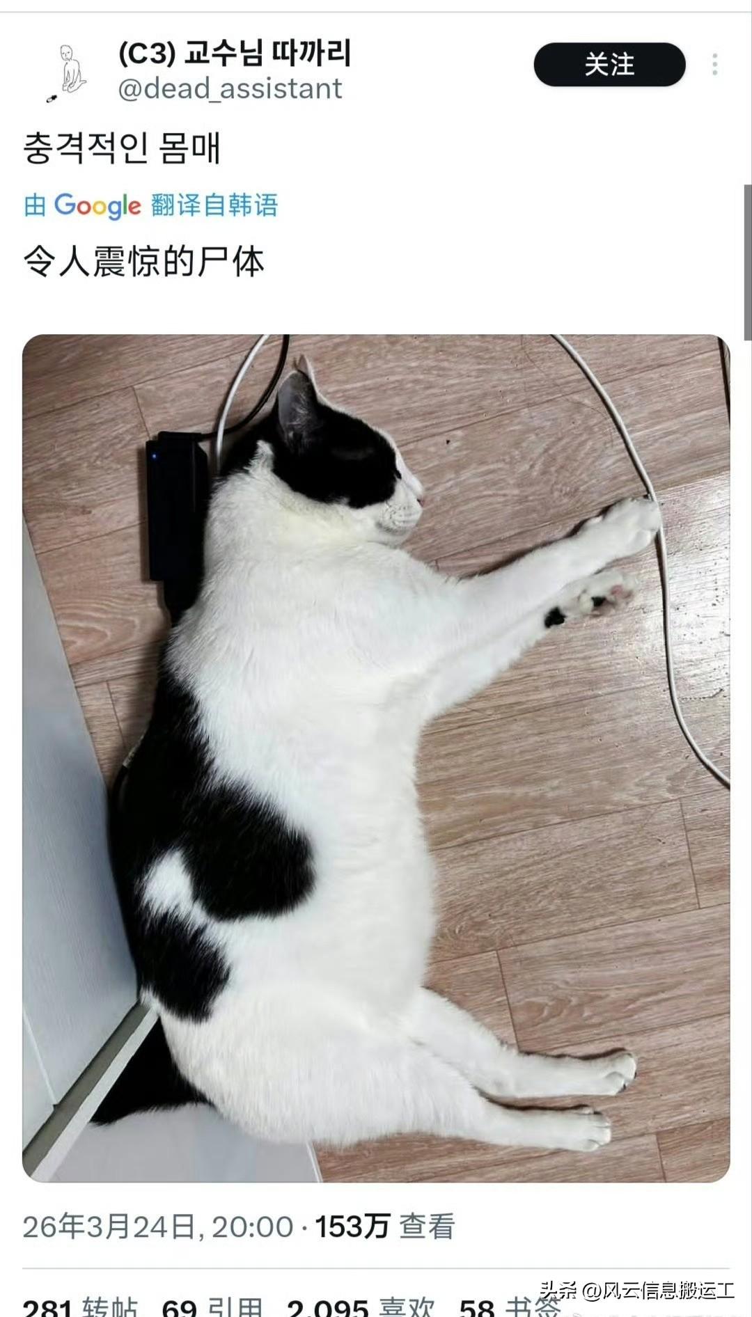 推特上一位韩国网友分享自己的猫咪，中国网友评论猫咪壮的像牛一样引发韩国网友大笑，