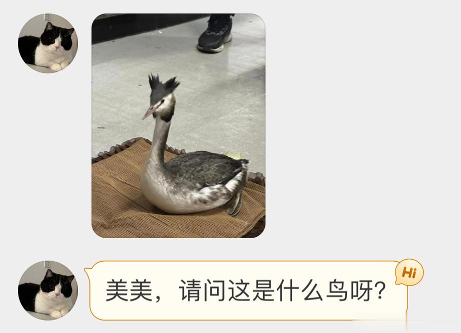 #鸟粉投稿# 双马尾的【凤头䴙pì䴘tī】体态像大鹅🙊它们上岸都很难行走，得放