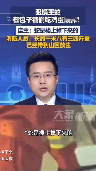 太出人意料！一家街边包子铺莫名闯入不速之客，竟是一条眼镜王蛇进店偷吃店内鸡蛋，事