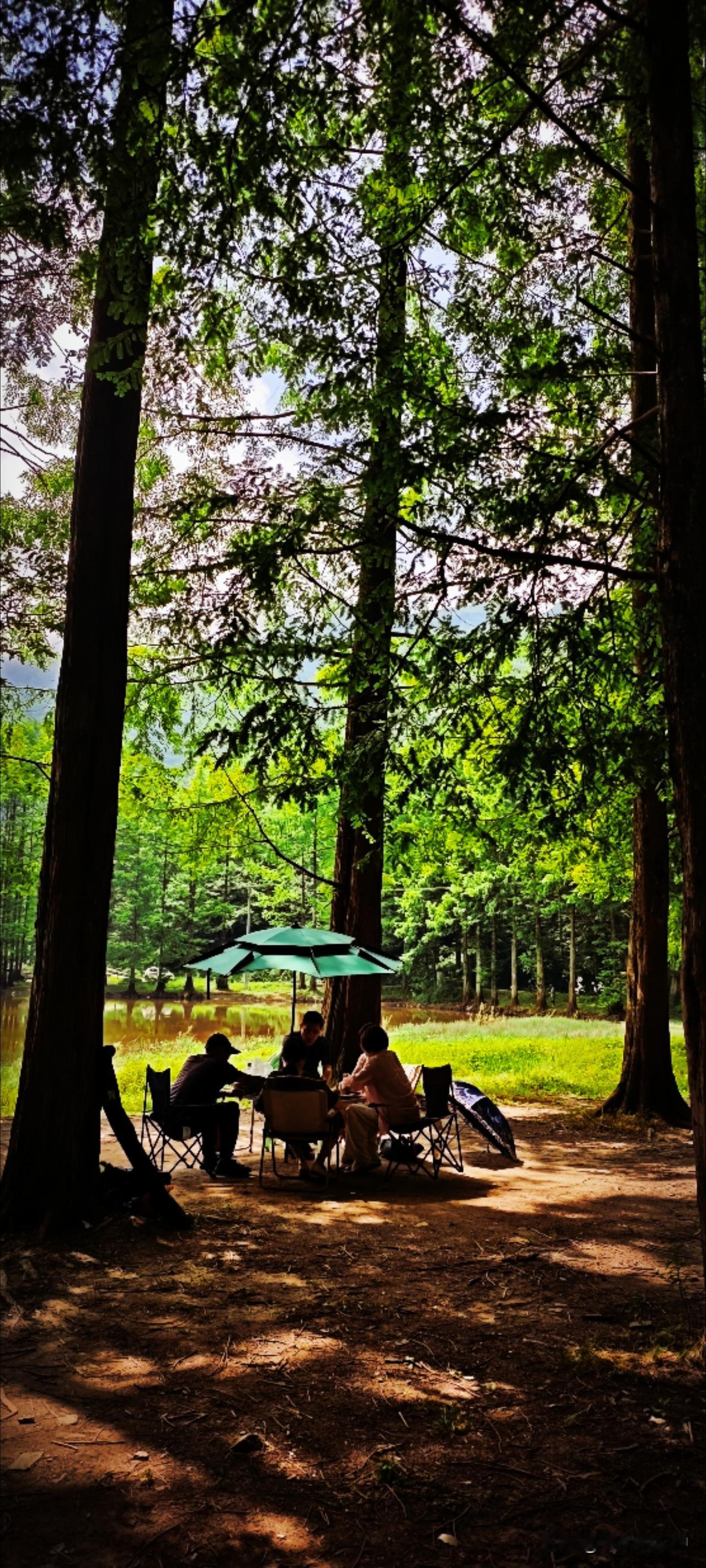 树阴清凉，可享闲情。它撑起一片浓荫，对抗着炎炎烈日，抬头见层层绿浪翻涌，触摸到清