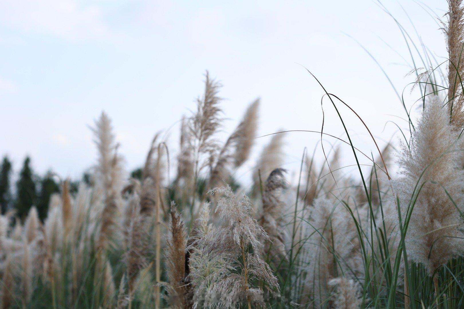 那就等 等铁树开花 等乌鸦说情话  ​​​