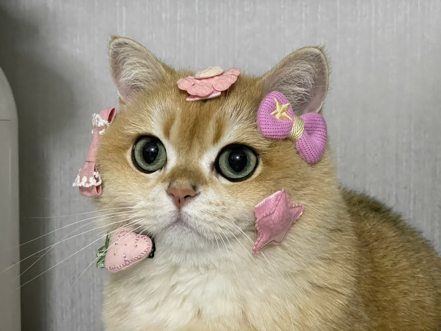 🌸🌺🌷🎀🥕