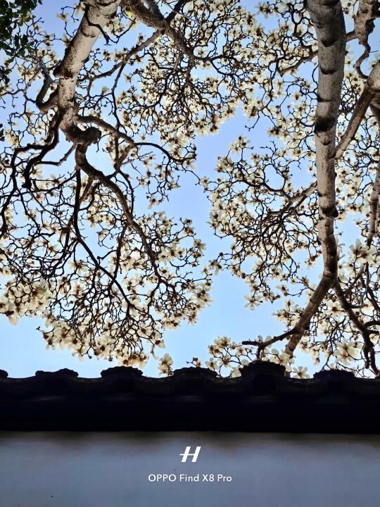 交换春天｜我再也拍不出第二次的人生live图