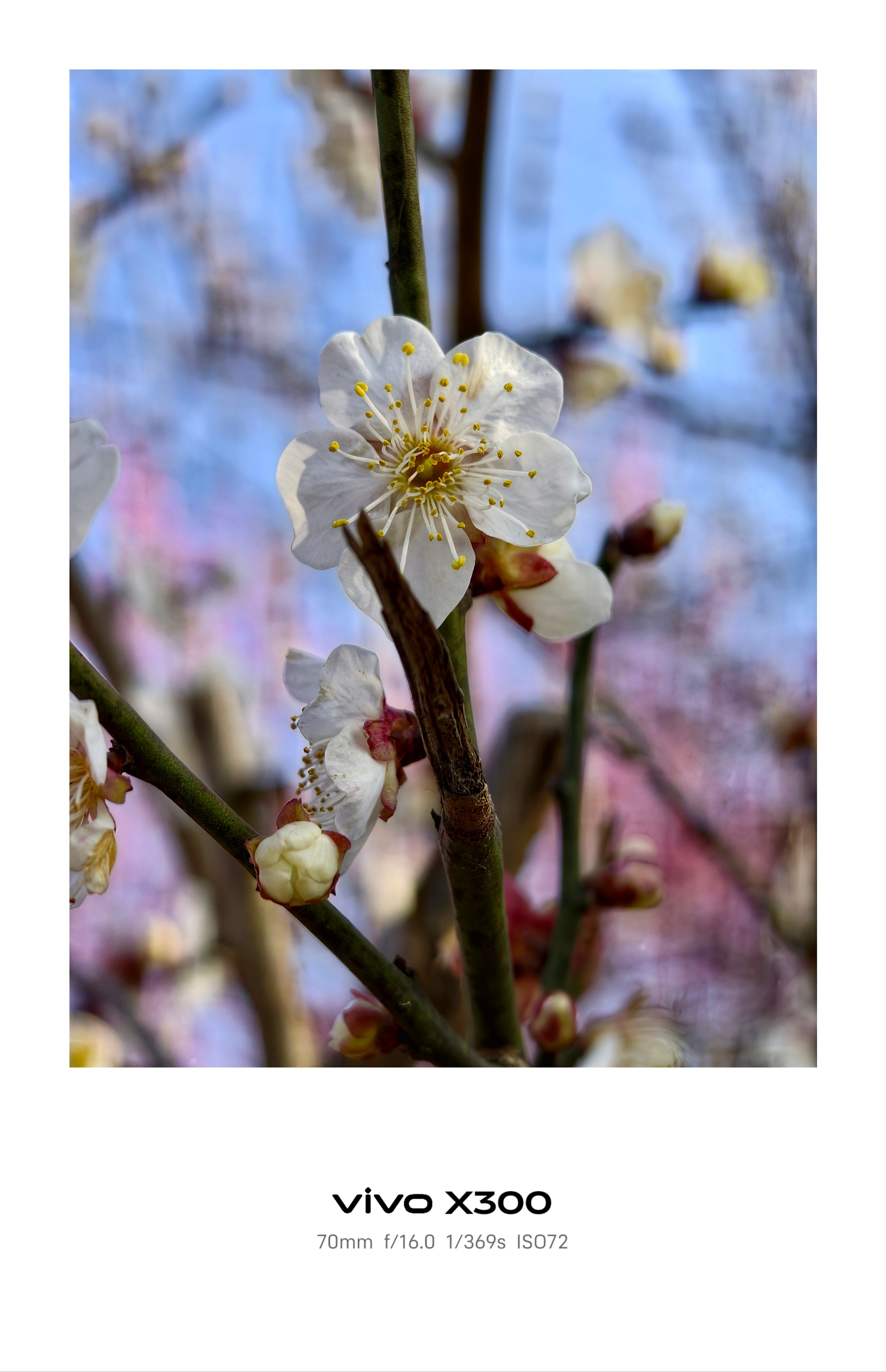 杭州已经开启春天模式了～你们哪里热了吗？ 