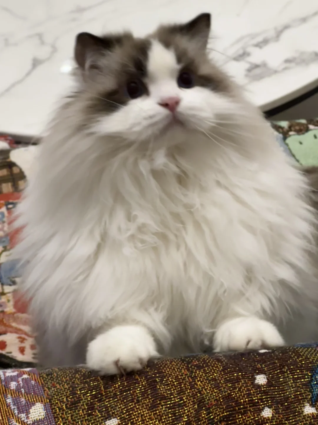像我这样的可爱小猫🐈
