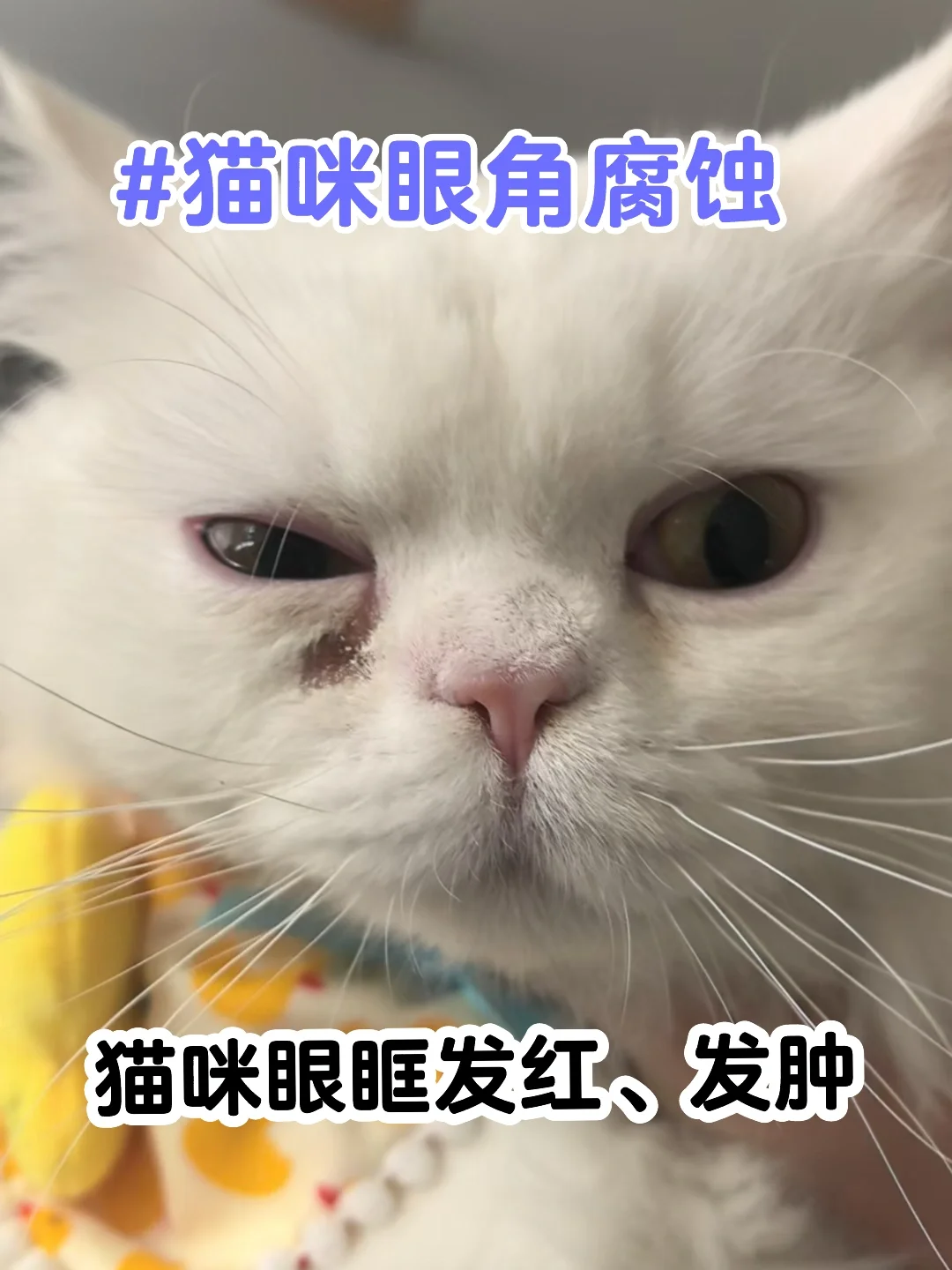 猫咪眼睛发炎 你还在用托百士？氯霉素？…