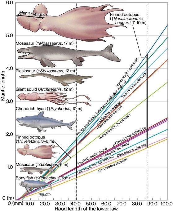白垩纪巨型章鱼体长可达19米，曾称霸海洋食物链顶端。
　　长期以来，人们普遍认为