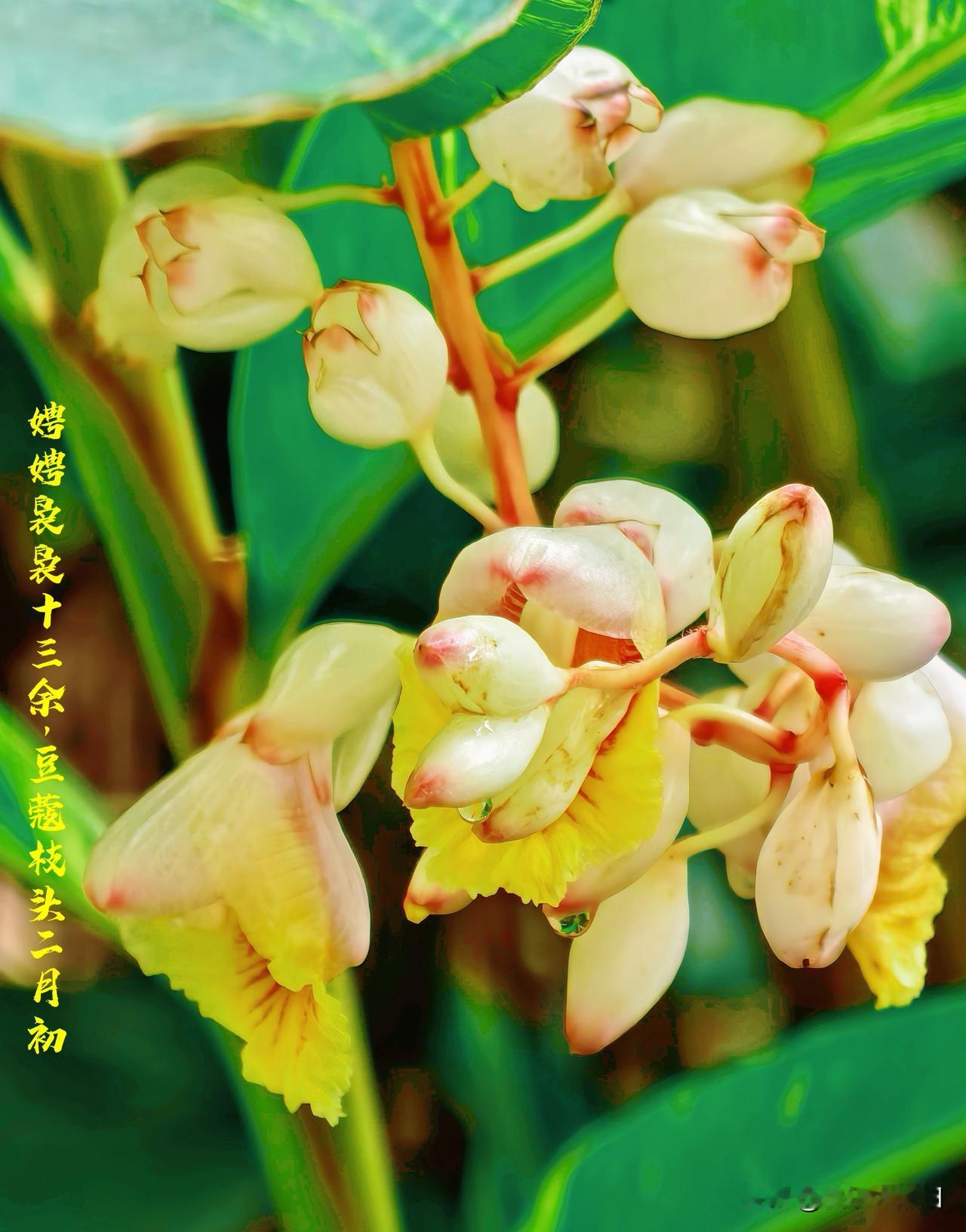大家是不是很好奇“”豆蔻年华”的豆蔻花长啥样？今天在小区刚好看见了诶，快来跟我一
