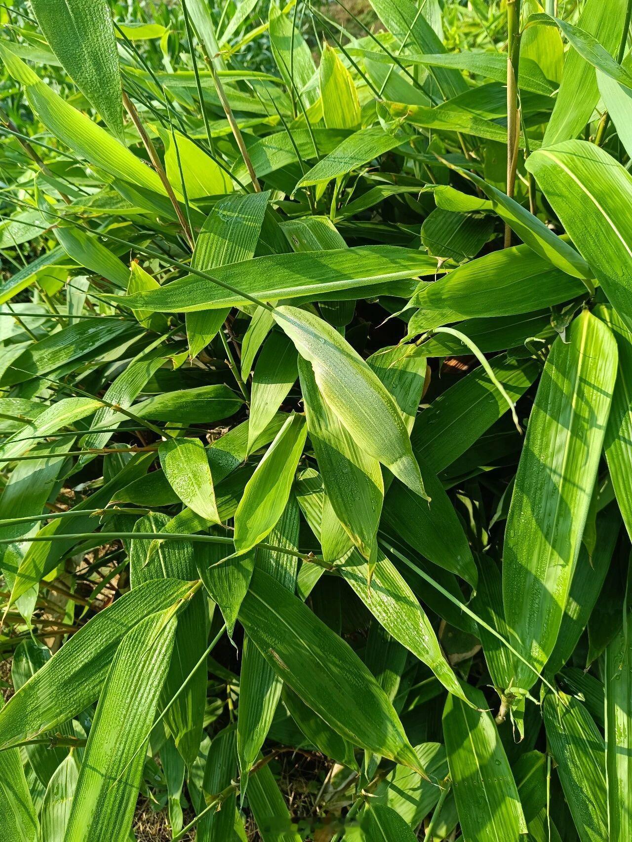 浙江云和箬叶闯出共富新路子一片小小的箬叶，撑起畲乡共富大产业🌿在云和共富工坊，