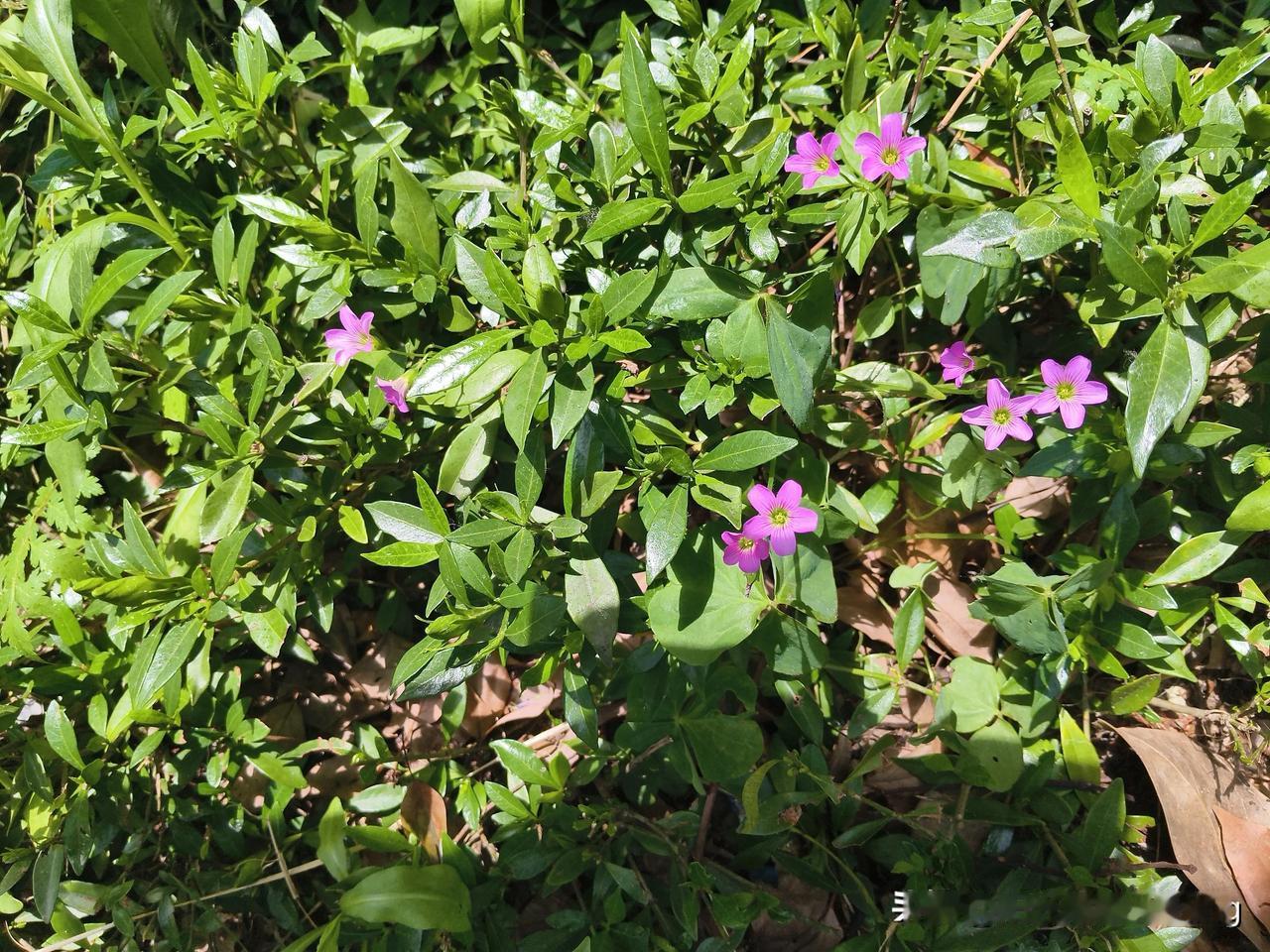 发一张你拍的花让我羡慕一下呗美丽的迎春花🌸