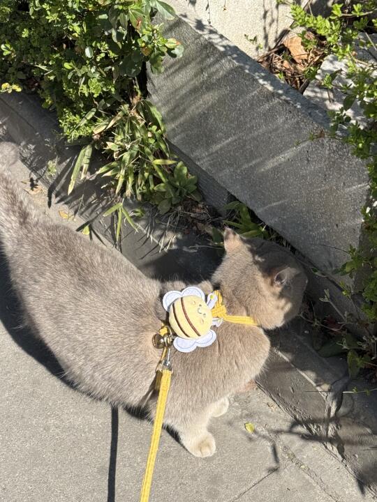 别人遛娃我遛猫🐱