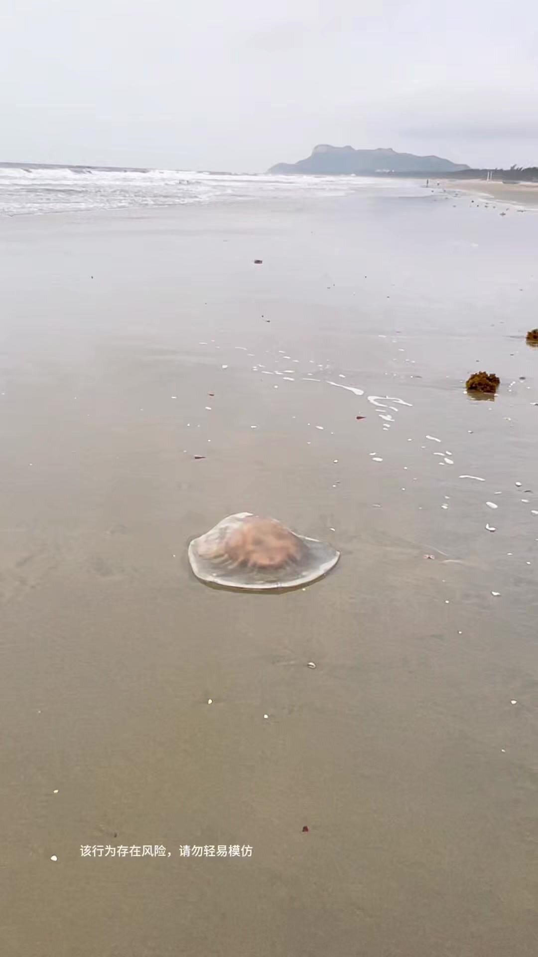 最近我又去沙滩处理被海浪冲上岸的水母了，这些水母如果不及时清理，几个小时就会腐烂
