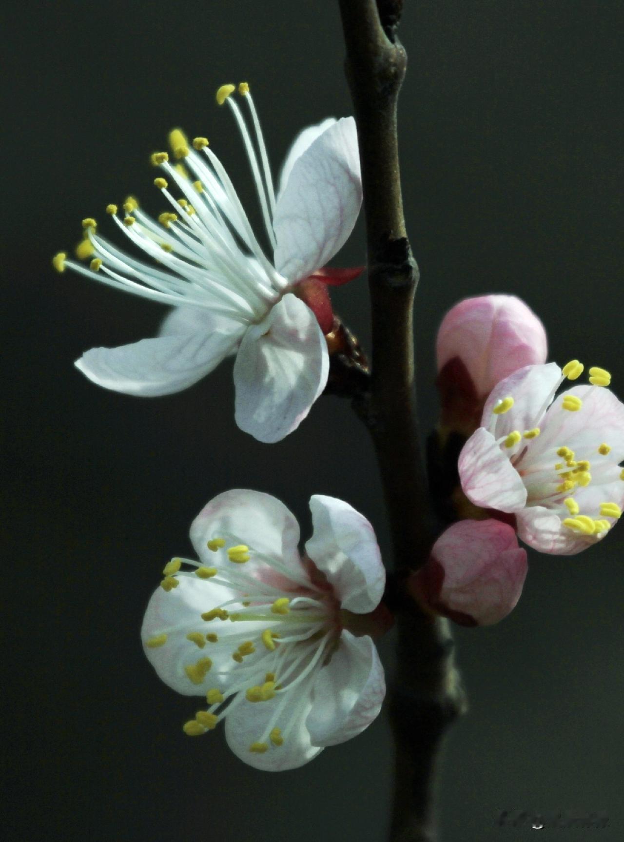 春暖花开 飘香迷人