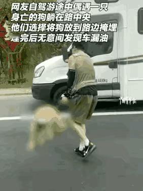 好人好报！一男子在国道上开车，突然发现前方路面有一只狗的尸体，他不想狗子曝尸马路