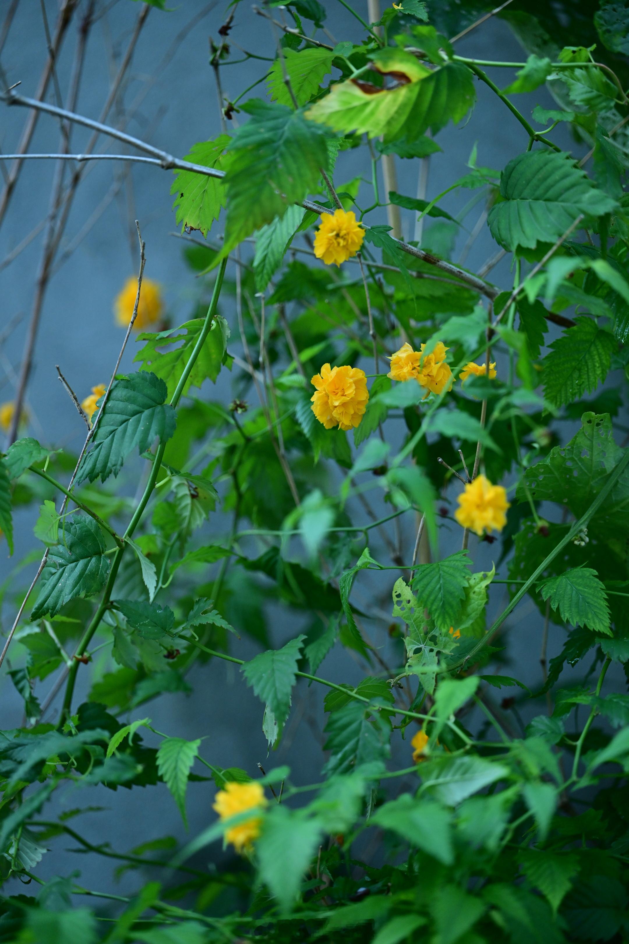 村人的棣唐花，岁岁如约而至。植物[超话] ​​​