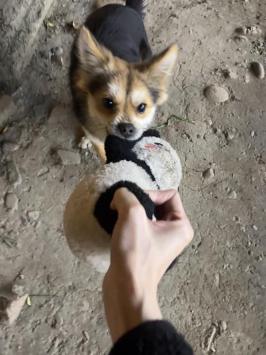 小黑喜得熊猫玩偶，一个小孩痛失玩偶