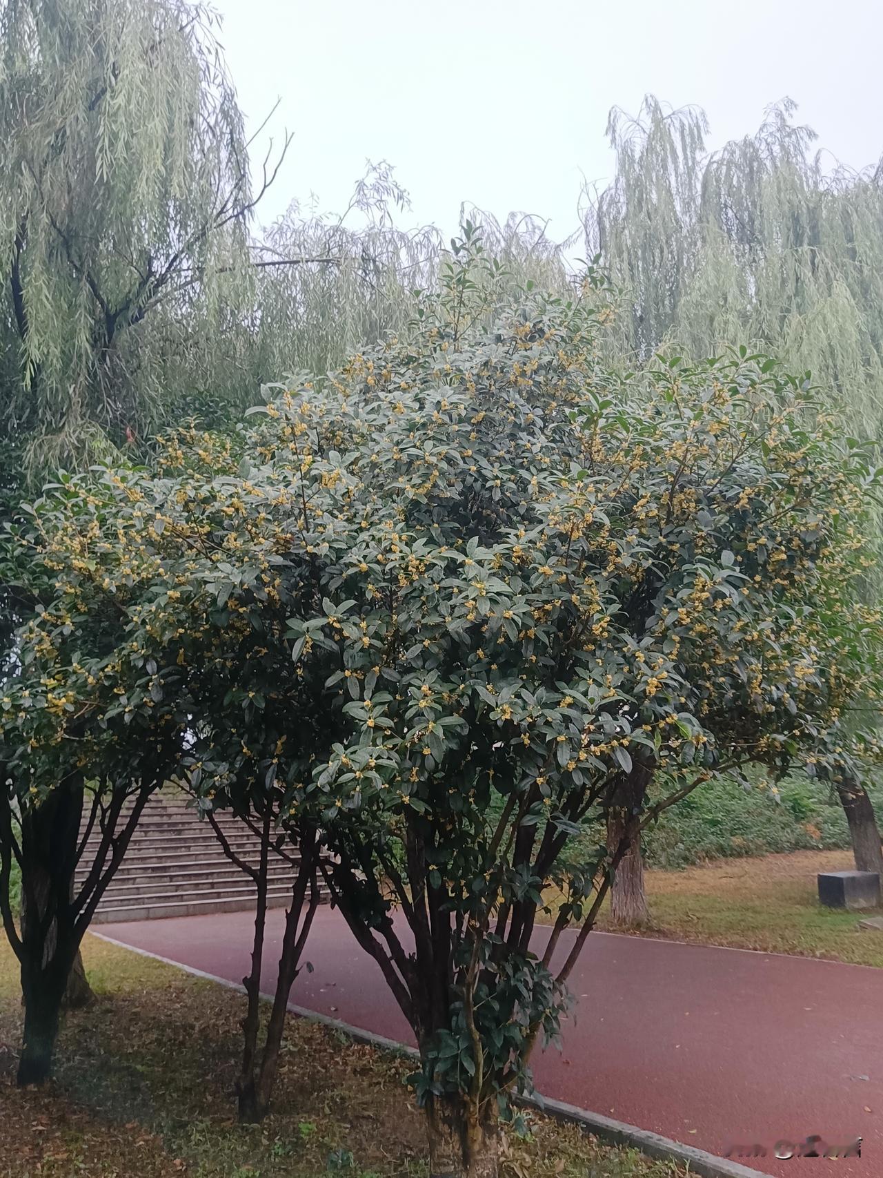 白河之湄  览物之情
（十八）、暗淡轻黄体性柔，情疏迹远只香留。何需浅碧深红色，