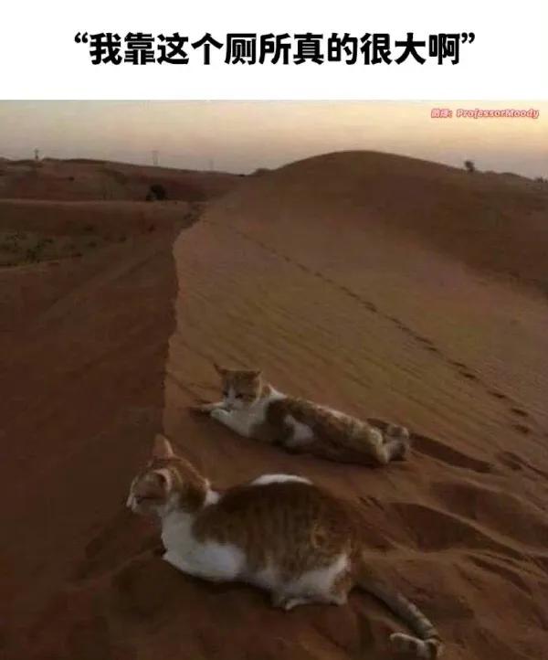 [震惊]猫：这个厕所有点大
