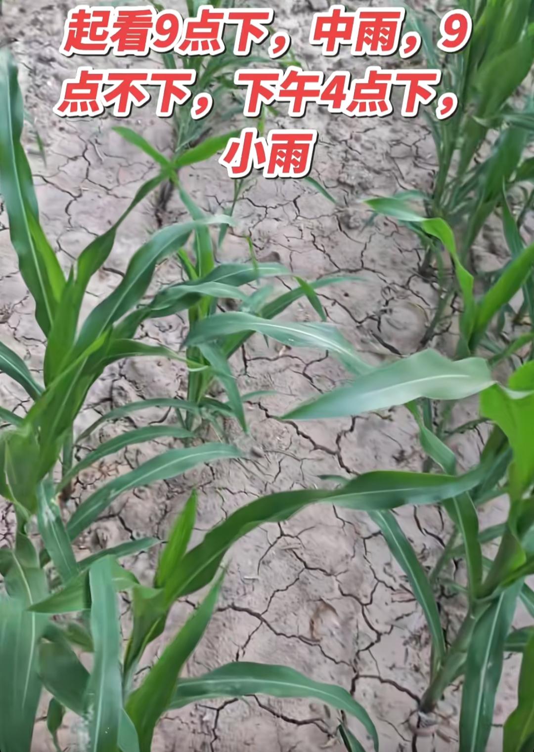 干旱的田地，急需一场大雨。山东鲁西南的雨我真服气了，从早上就下到现在一滴没有，你