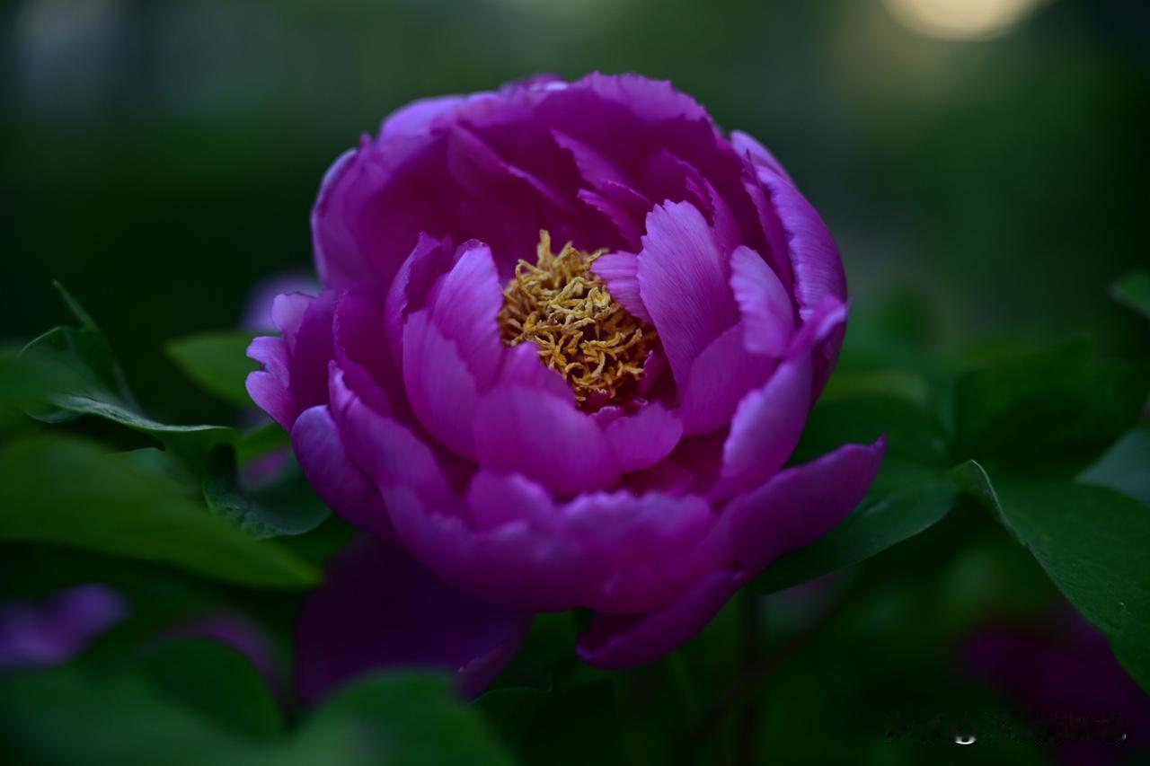 今天我去泉城公园看牡丹，姹紫嫣红，雍容华贵，花中之王当之无愧。
唯有牡丹真国色，