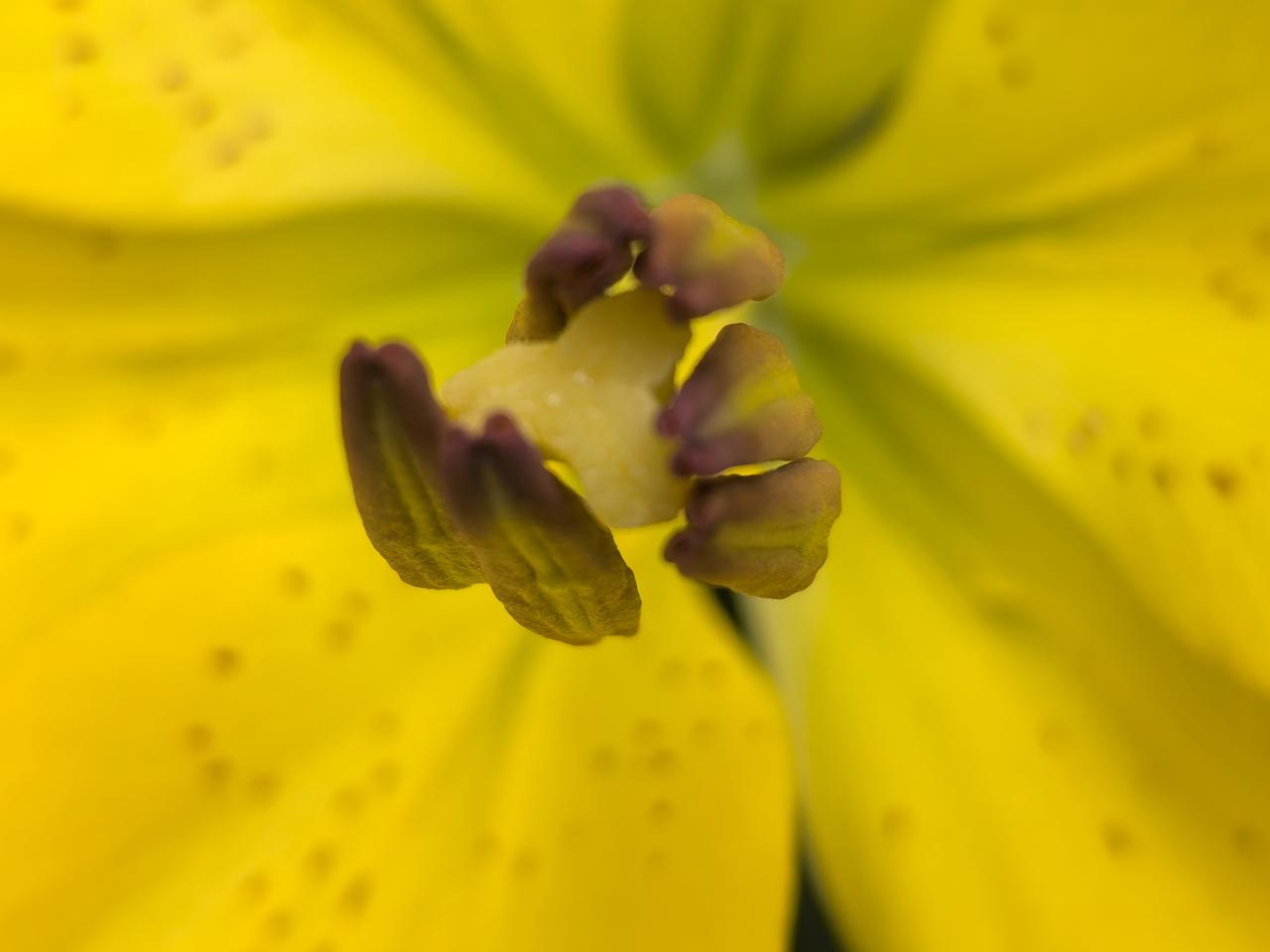 小院的百合开了第一朵花。

金色的花朵，像阳光一样，耀眼夺目。

以前山崖上常常