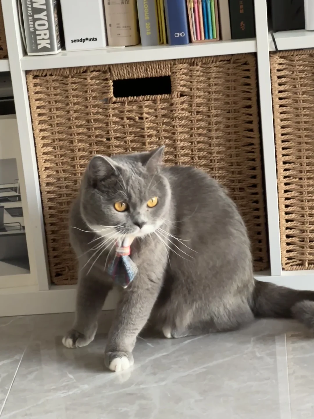 一只班味很重的小猫👔