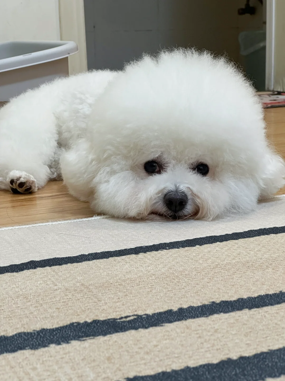 泥豪 我素干净的糯米团几