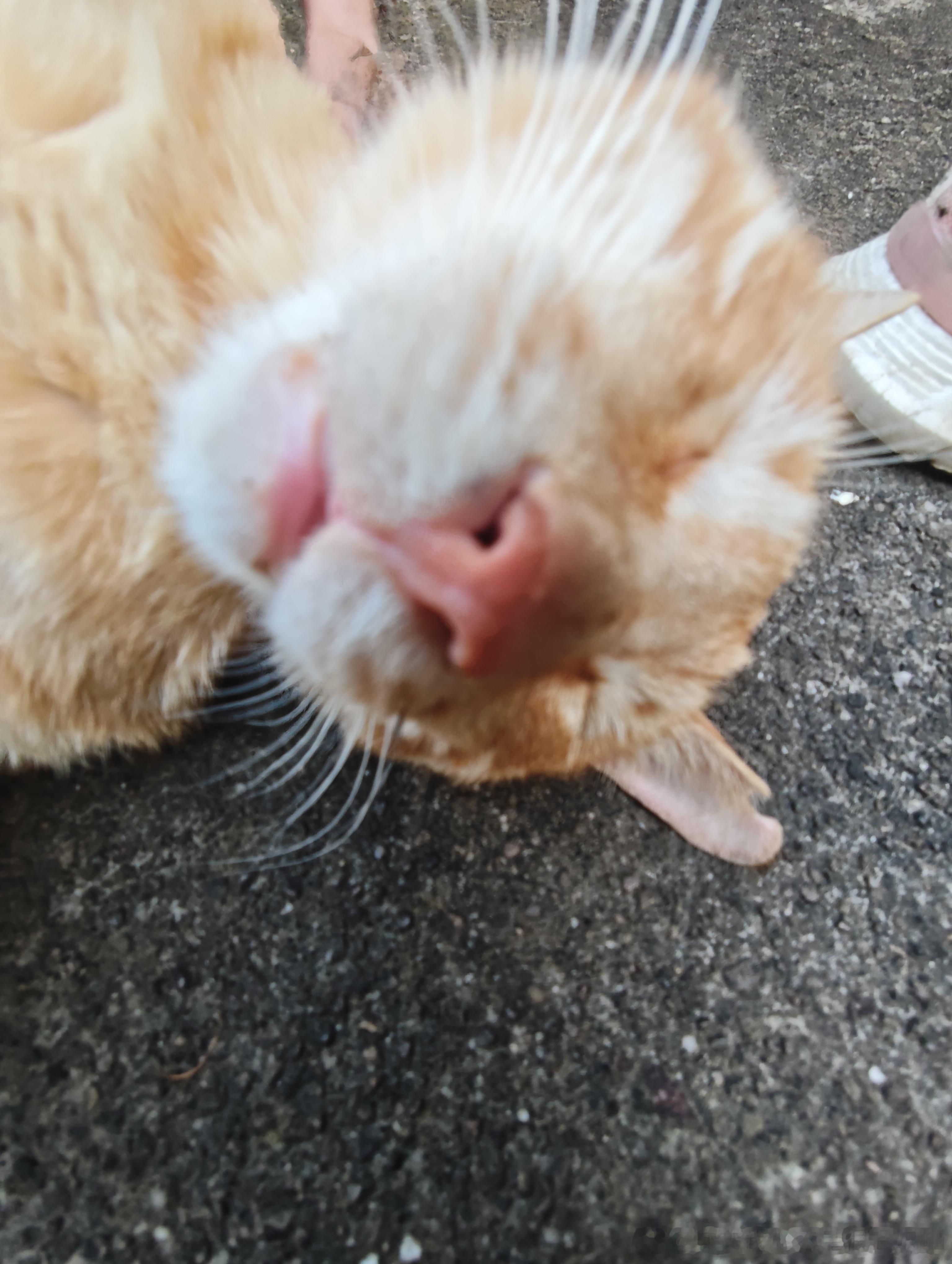 49703【丑猫】感觉呼吸凑凑的 