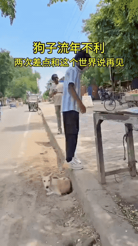 狗子亲身演绎什么叫“四处碰壁”

网友：多么痛的领悟！