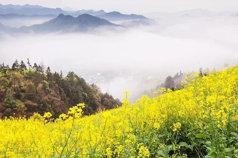 父母在，兄弟姐妹是一家，父母去，或许兄弟姐妹连邻居也不如，你信吗？

这家兄妹五