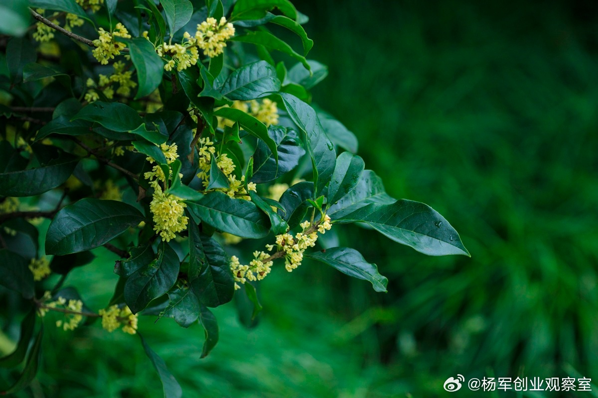 创业中，“常识”往往比复杂的理论更可靠，也更难坚守。1.猫鼠理论”：商业模式的道