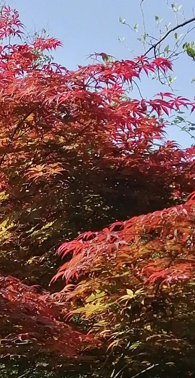月照清明花弄影，
阳辉白露叶婆娑。
自拍照片