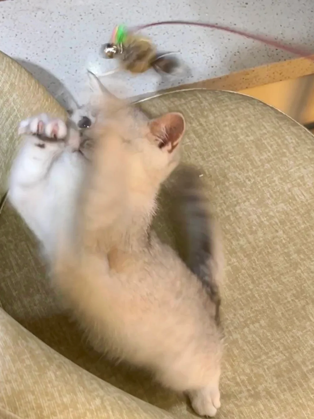 宝子们，我发现朝阳最好的猫咖了！强烈推荐🥹