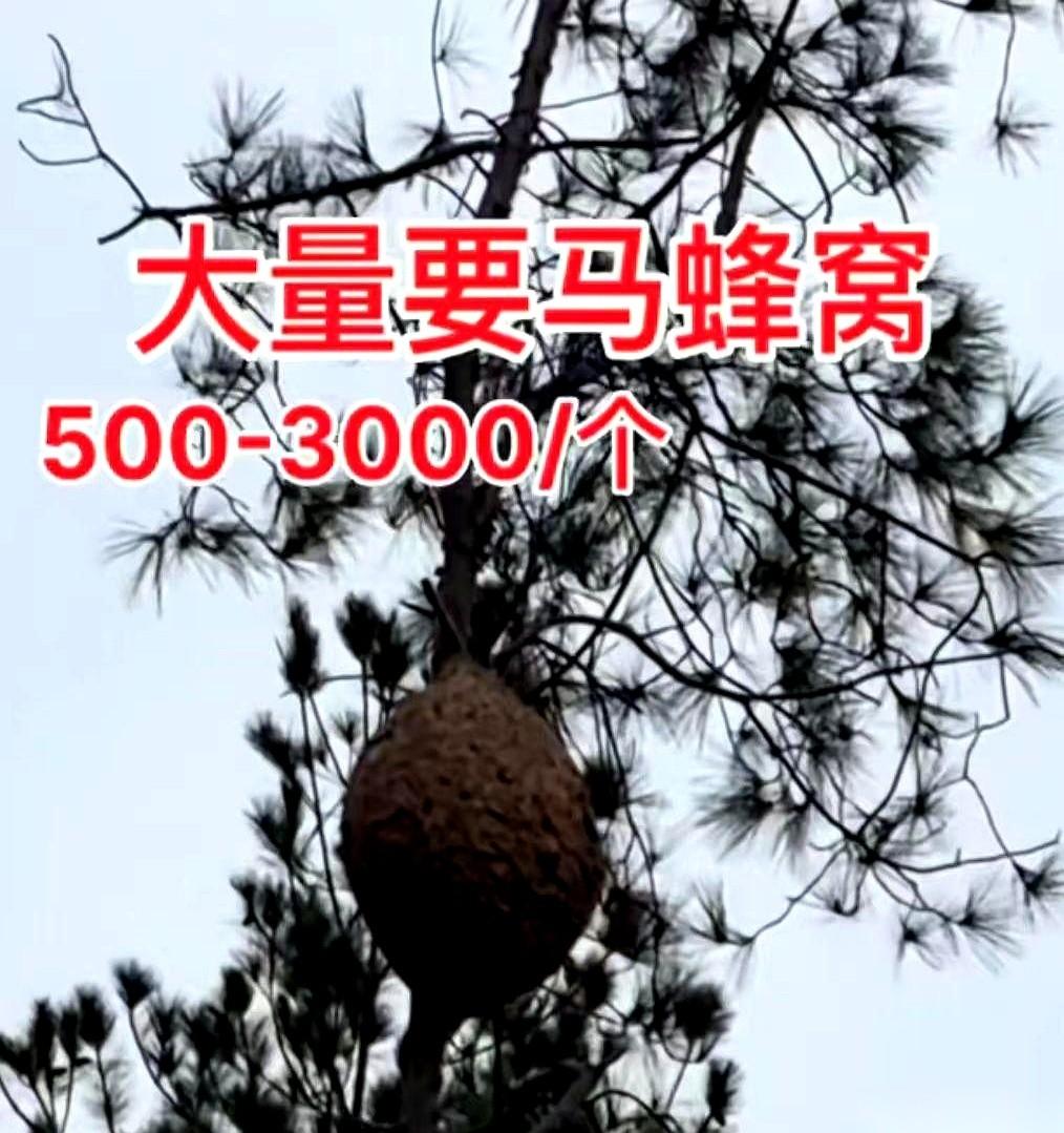 我老婆冷不丁问我，啥玩意儿来钱快？
我说学无人机啊，当个飞手，一天好几百呢。
她