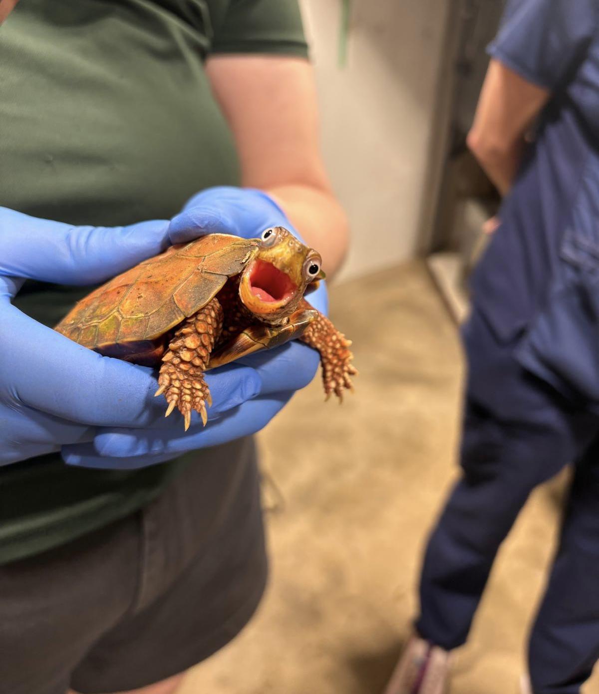 这是一只黑胸叶龟，成年个体只有手掌大小，是世界上最小的龟类之一。照片里它正被兽医