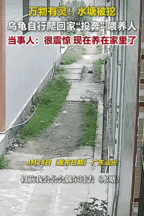 “万物有灵！”广东汕头，乌龟生活的水塘被挖。没想到，它自行爬回家“投奔”喂养它的