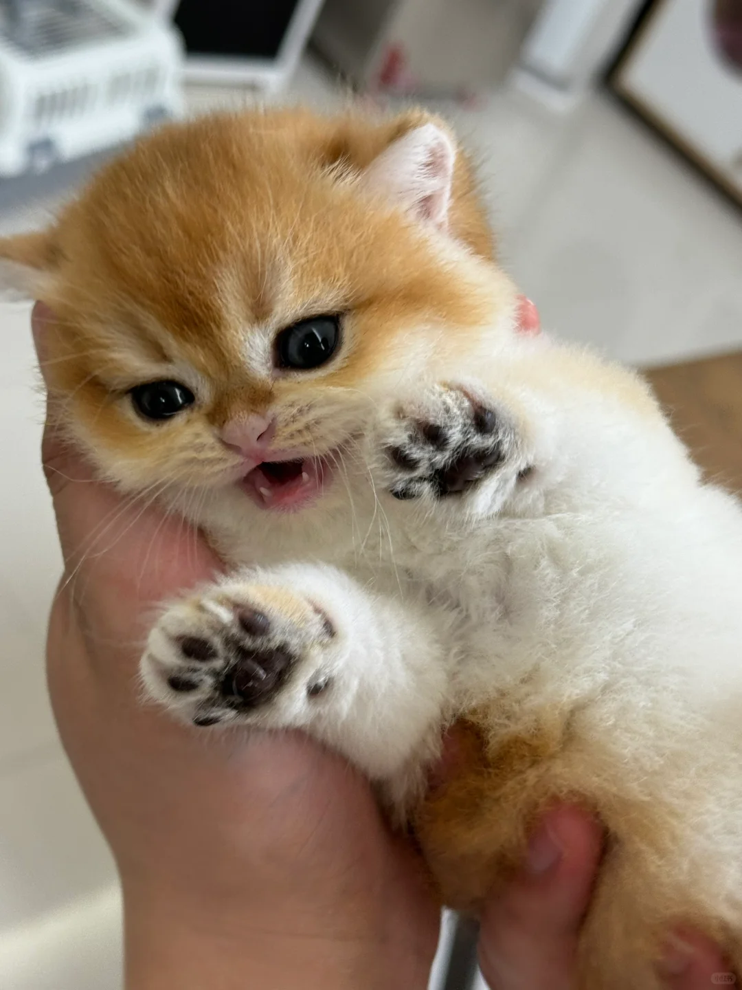 小奶猫我呀！也是有牙的