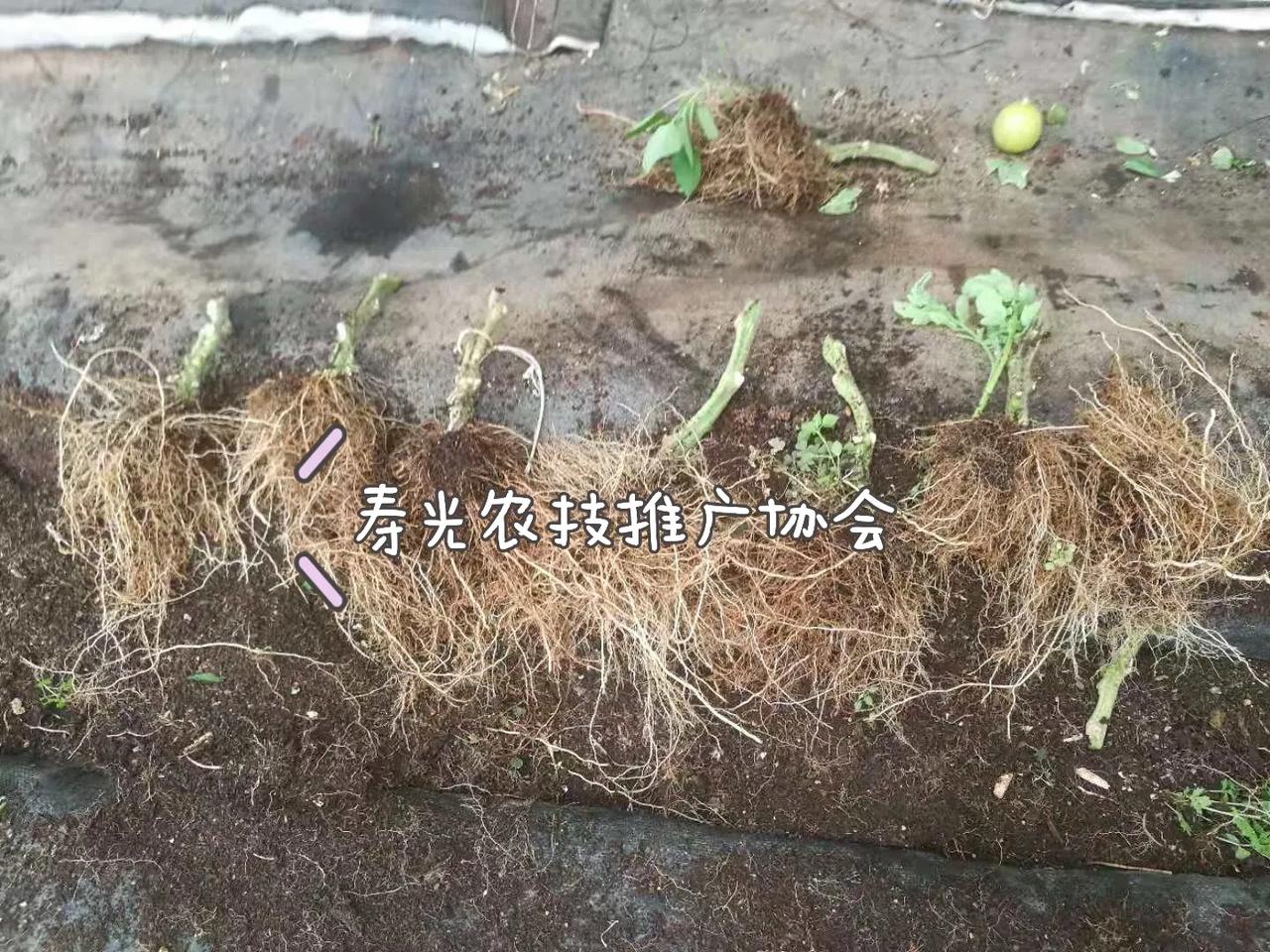 生根剂效果展示
牛皮不是吹的，云南基地拔园，这根系量简直了，三个字杠杠滴呀[偷笑