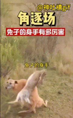 兔子逃跑时，速度秒杀城市越野车。
最新数据显示，野兔冲刺时速冲到72公里，还能直