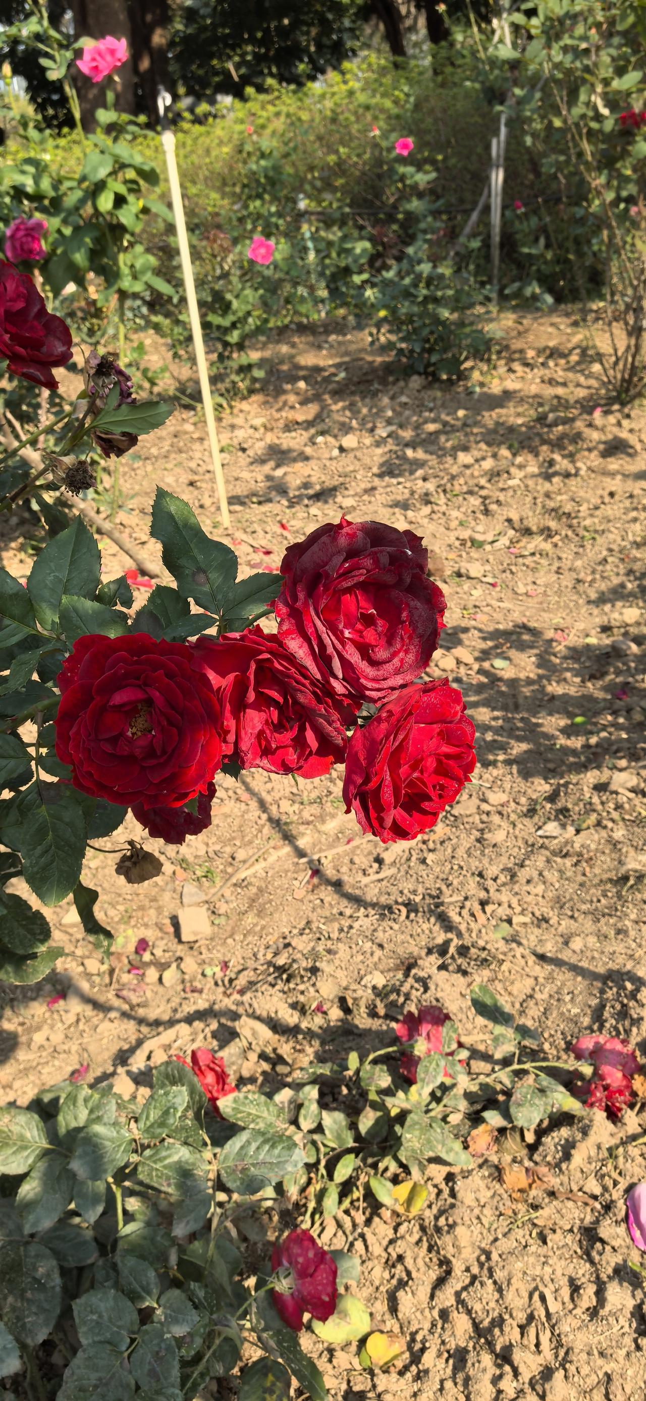 红玫瑰盛开在阳光下，绽放出浪漫的气息。🌹🌞