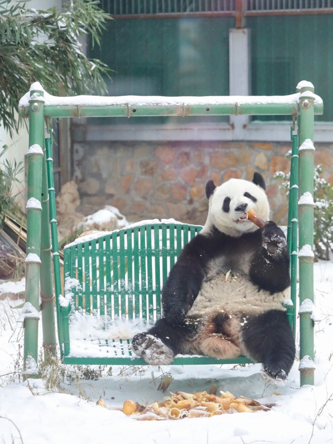 谁懂啊‼️照着这份攻略，我看到了雪中萌兰🐼