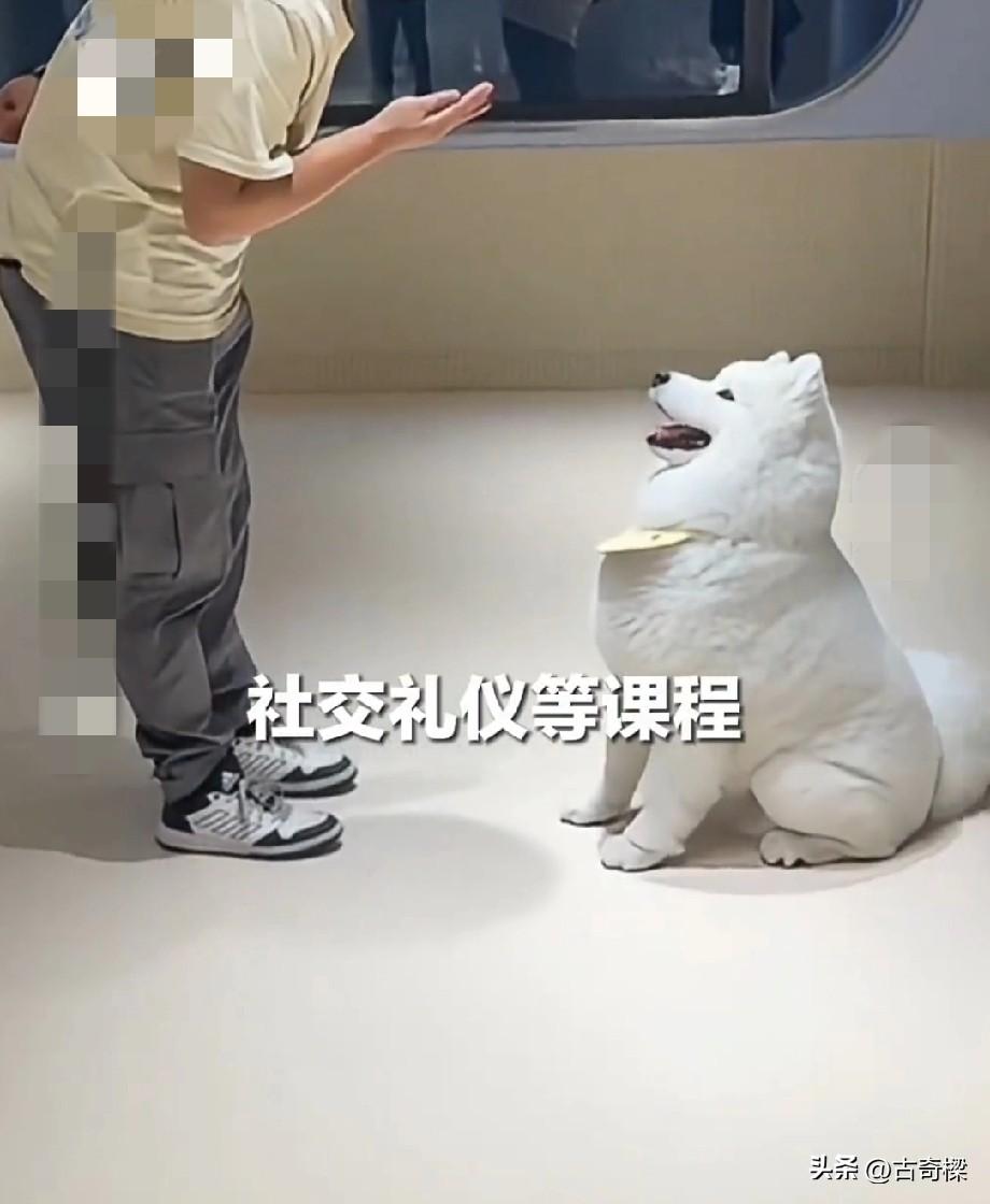 生活好起来了，连狗都去上学了

近日，上海一名95后女生月花1.2万送狗上学的事