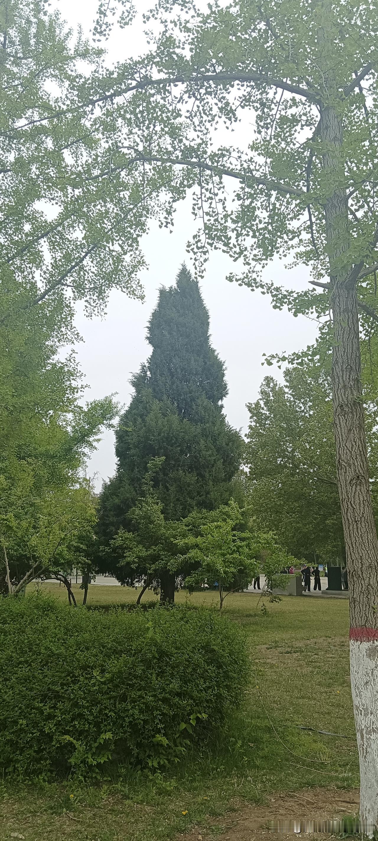 逛累了，心也累，问一问这些树，是什么态度呀？想不想往前走一步？