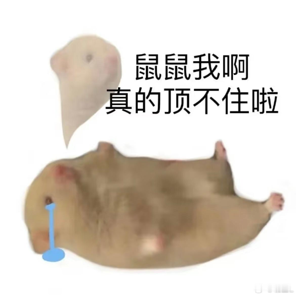 救救鼠鼠 