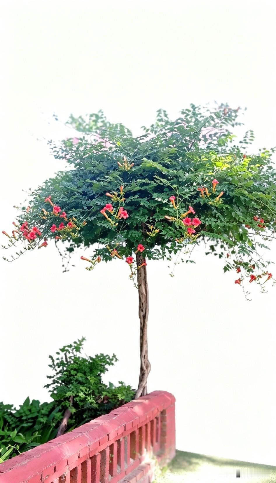 那天在头条看到有个大咖说：一棵凌霄花要值一两万，是真的吗？
多年前我也是被凌霄花